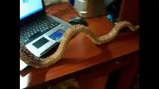 Кобра из модулей