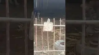 собака 🐕🐩