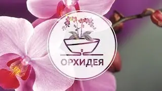Как пересадить ОРХИДЕЮ в инновационный вазон с фитильным автополивом CALIPSO by Santino