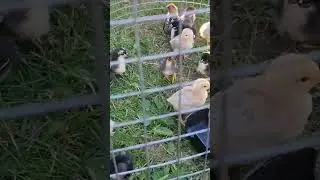 цыплята