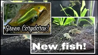 New Emerald Green Corydoras for the 20 Gallon Planted aquarium let's take a tour & feed  bloodworms