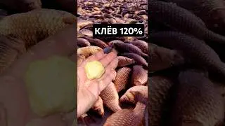 УЛОВИСТАЯ, ЭЛАСТИЧНАЯ насадка! #рыбалка #карась