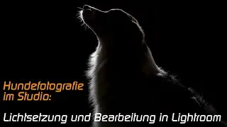 Hundefotografie im Studio - Gegenlichtaufnahme (Lichtsetup und Retusche-Einblick)
