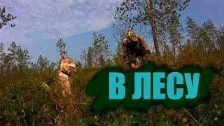 Собираю МОРОШКУ / ЦАРСКАЯ ягода/ МОРОШКА В КОМИ / Болото в  