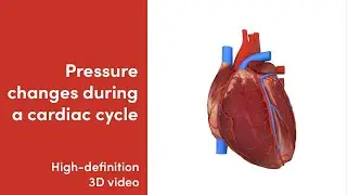 How Does The Pressure Change In A Cardiac Cycle? | 3D Video | MediMagic