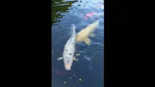 Japanese King Carp