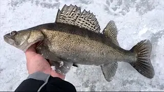 Ловля судака на Каме.