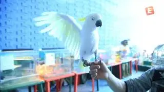 Говорящий попугай Кеша в Солигорске
