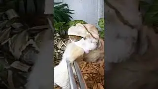 I Filmed A Gaboon Viper Shedding Its Fangs In Slow-Mo