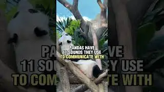 Giant Pandas at Sinapore Zoo 🐼 