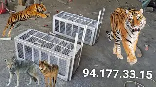 OVCHILAR UCHUN TAYYOR QOPQON SOTILADI 🐕🦮🐕‍🦺