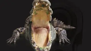 Skillibeng - Crocodile Mouth(Official Audio)