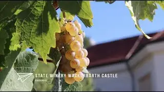 Discover Saxony’s Wine Route