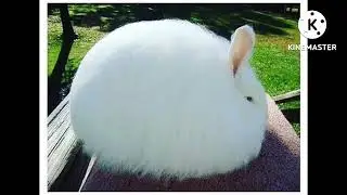 Look at this fat bunny that looks like me