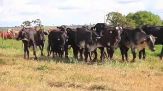Girolando Fazenda Genipapo