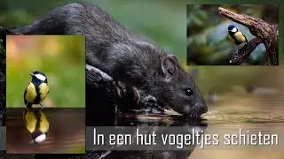 In een hut bij Vledder vogeltjesschieten...