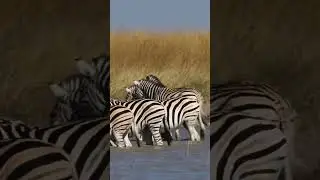 herd of zebras drinking, Botswana 🇧🇼