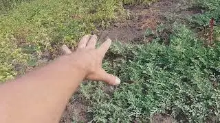 🍉Наші кавуни : Звіт 25.07.24.👍