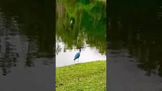 Great Blue Heron on a Date! 🦅 in Ponte vedra FL#shorts  #nature  #floridanature #wildflorida