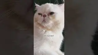 Самый грустный котик#котики#рекомендации#shorts