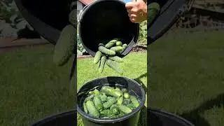 Reanimating cucumbers