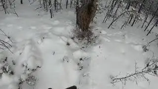 Проверка путика!!! Пушной промысел!!! Живой соболь!!!