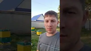 разделили пасеку на 2 точка,будет тёмный и светлый мёд  .