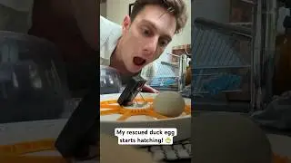 Hatching begins! Nature is a miracle. Follow the journey with me🐣❤️ #duckling #rescueanimal