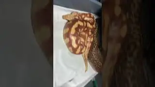Blood python breeding 1