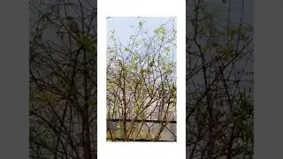 #nature