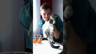 Ну Вольт знает как сниматься круто🙂 #шортс #юмор #рекомендации #shorts