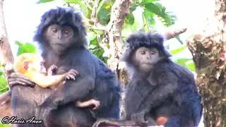 Lutung jawa | Javan langur (Trachypithecus auratus), endemic to Java, Indonesia