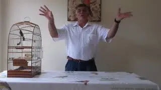 DICAS DE CRIAR BEM SEU BICUDO