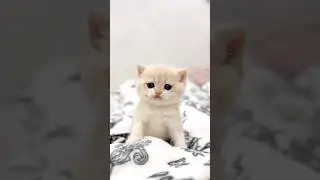 cute kitty kitten 😻💞