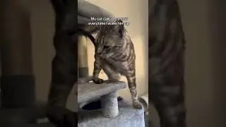 Memes cuz I’m bored #meme #memes #short #shorts #reels #funny #relatable #animals #trending #viral