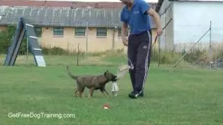 Basic Dog Training Tips For Beginners