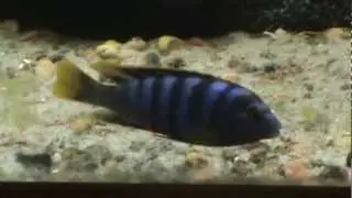 Yellow Fin Mbamba