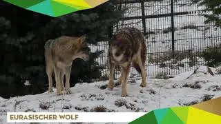 Eurasischer Wolf - Tierpark Gotha