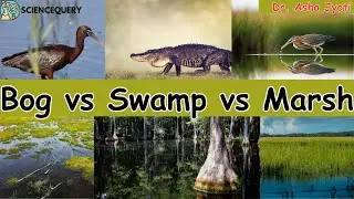 bog vs swamp vs marsh