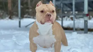 The new classic style bully the standards that didn’t make the cut