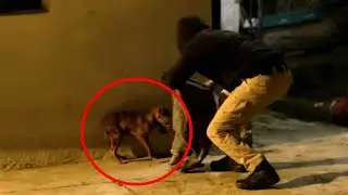 The boy had to steal a puppy to save him from the owners! Look what happened!