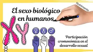 Cómo se define el SEXO BIOLÓGICO en los Humanos - Participación Cromosómica en el Desarrollo Sexual