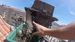Freeing lost swallows
