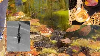 Collecting Tadpoles | Pond Creature Observation