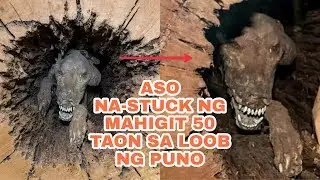 🔰Aso Natagpuan sa Loob Ng Punong Kahoy Na-stuck ng Mahigit 50 Taon