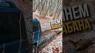 ВЫТЯГИВАЕМ КАБАНА #охотарыбалка #охота #добыча #кабан #охотавроссии