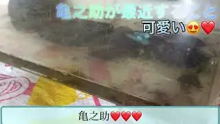 亀之助❤️❤️❤️