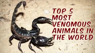 TOP 5 MOST VENOMOUS ANIMALS IN THE WORLD,زہریلے جانور,विषैले जानवर,الحيوانات السامة,สัตว์มีพิษ