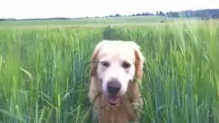 Jak mě Monty vyhlásil HD