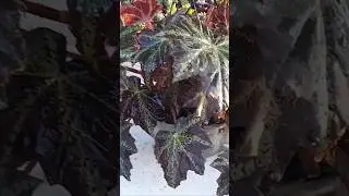 VEJA QUANTAS  MUDAS DEU MINHA BEGONIA  #vídeo completo no canal